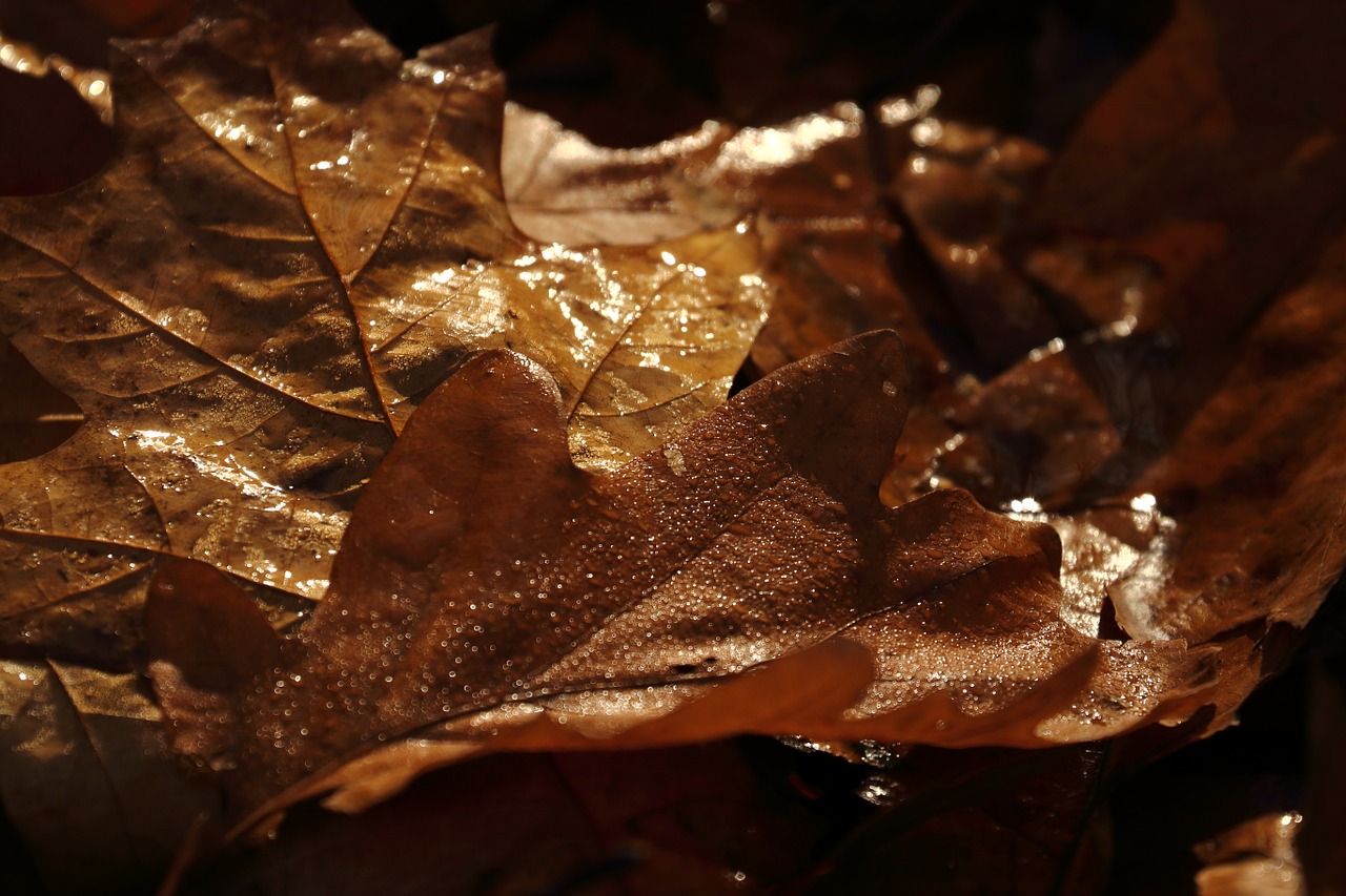 fall foliage brown forest floor free photo