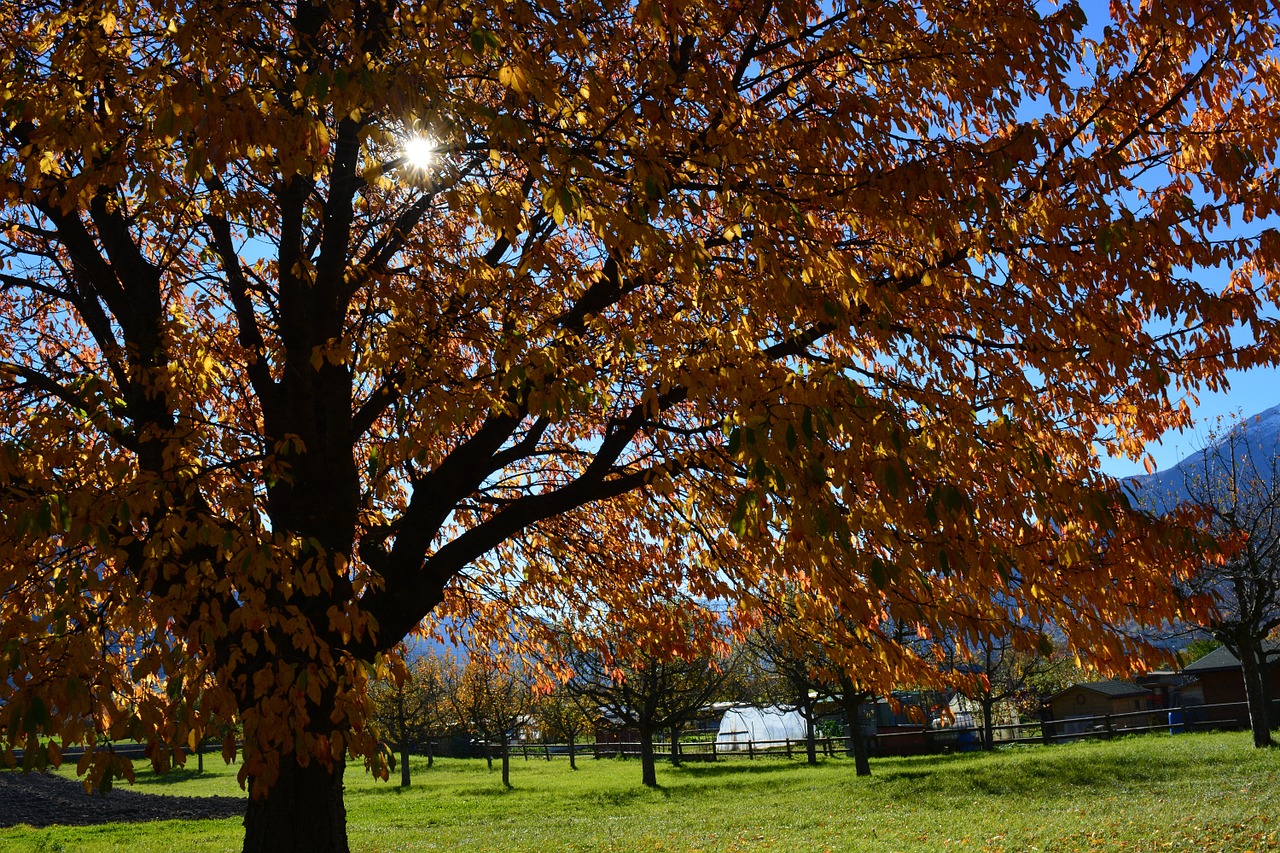 fall foliage tree sun free photo