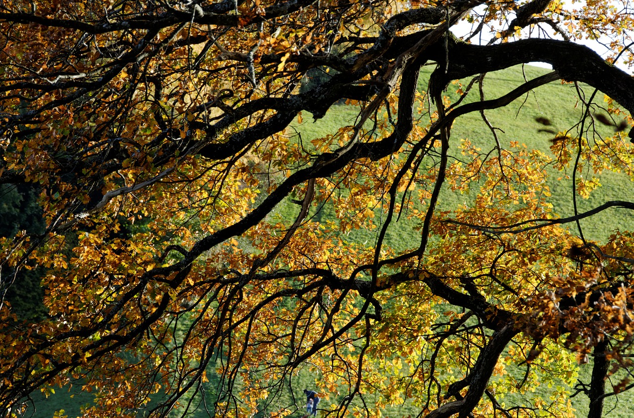 fall foliage pledges autumn free photo