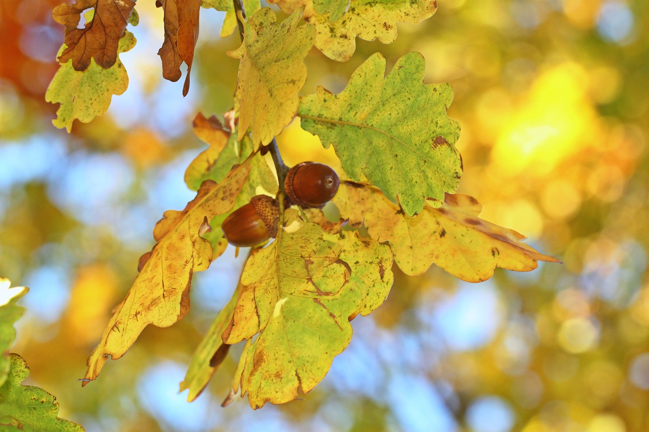 fall foliage autumn oak eichenlaub free photo