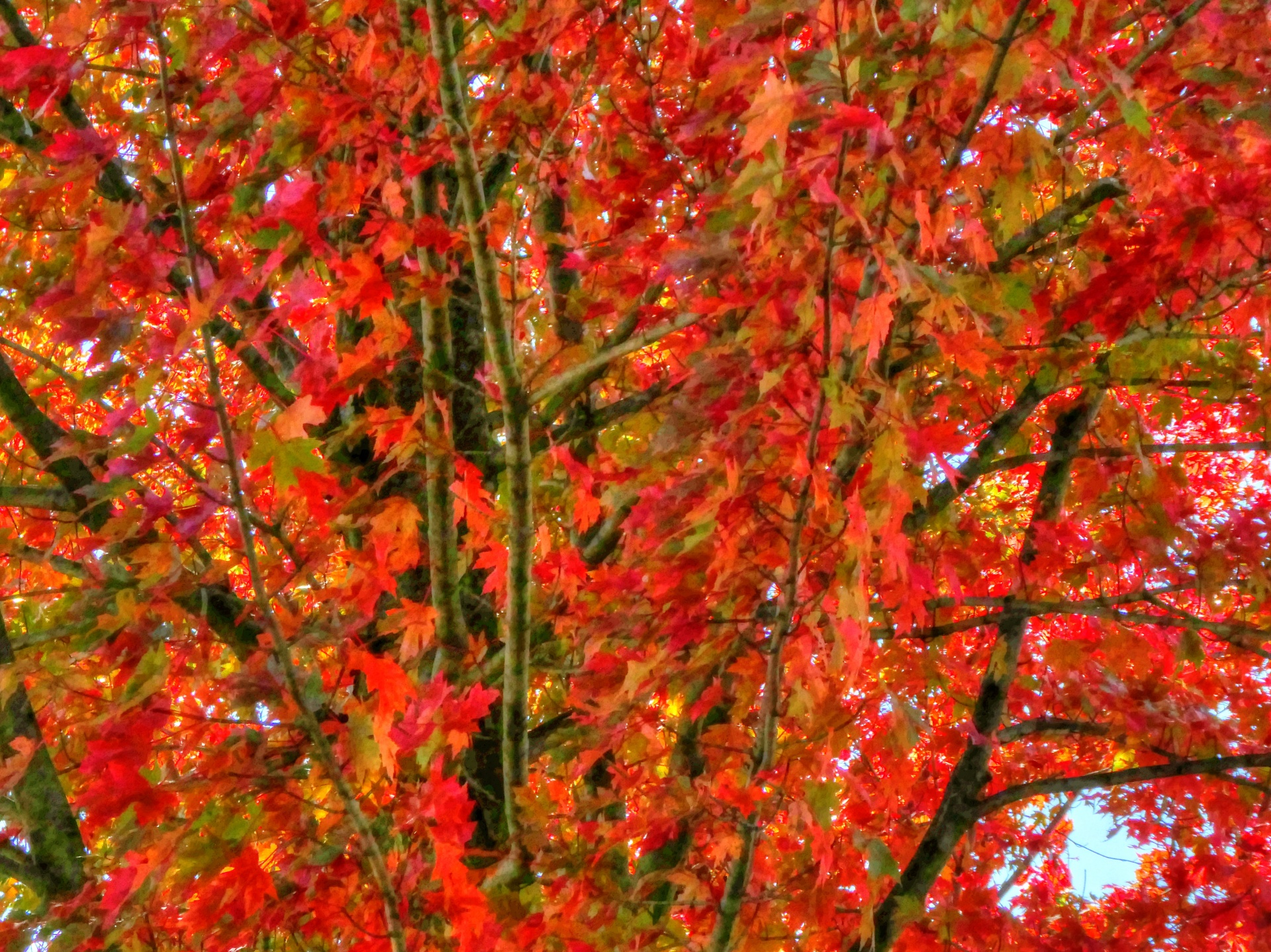 fall autumn foliage free photo
