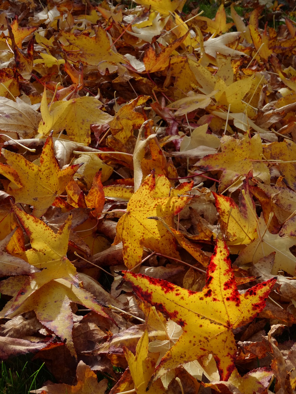 fall foliage leaves yellow leaves free photo