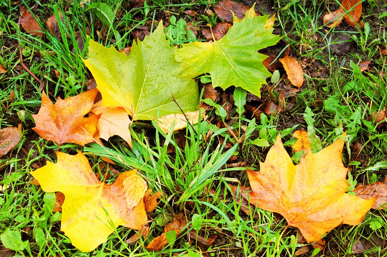 fall foliage leaves colorful leaves free photo