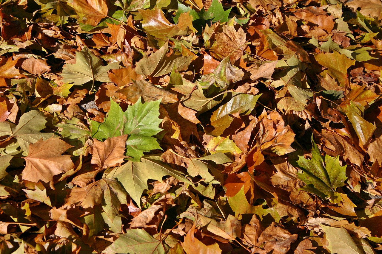 fall foliage autumn leaves free photo