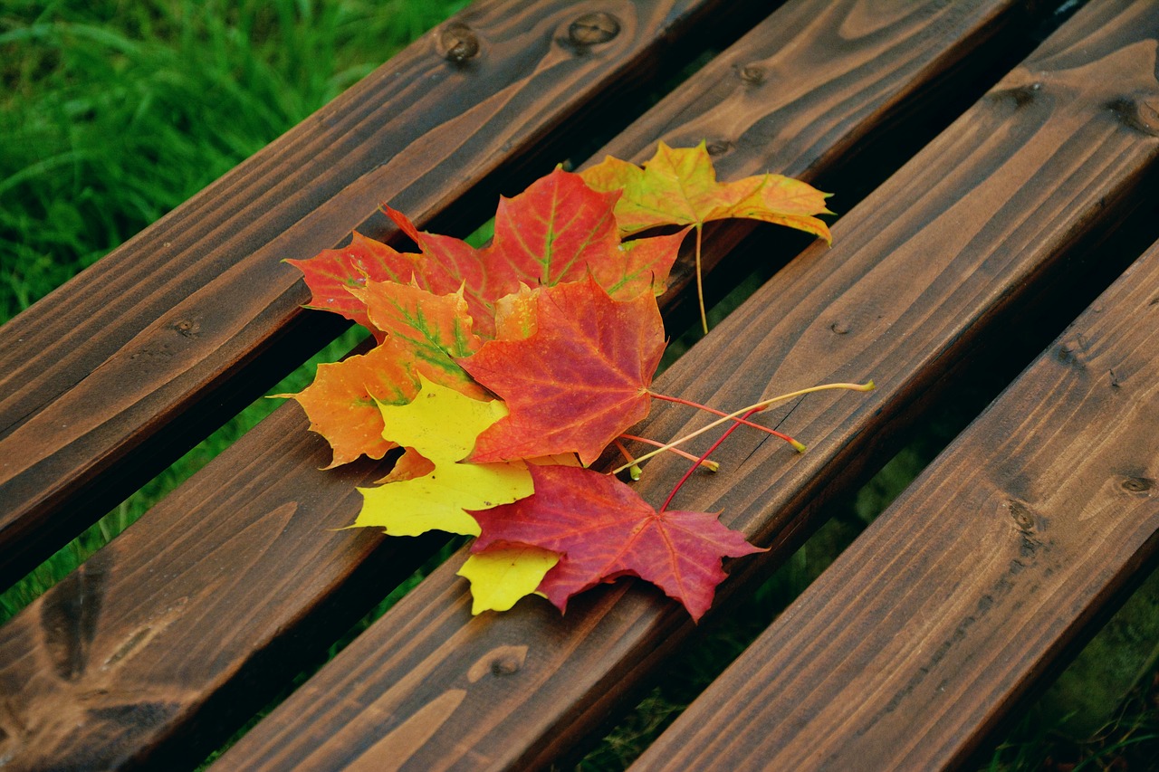 fall foliage maple leaves autumn colours free photo