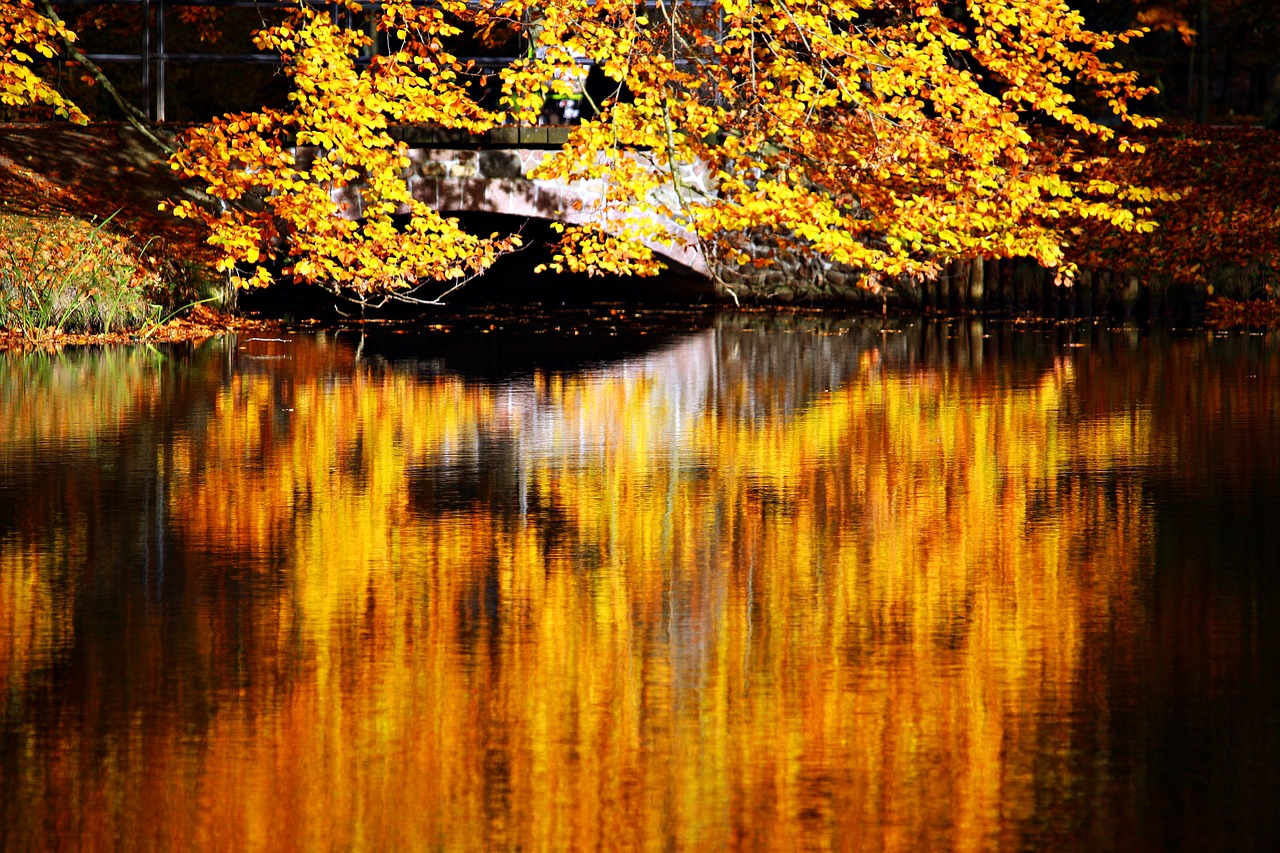 fall foliage autumn waters free photo
