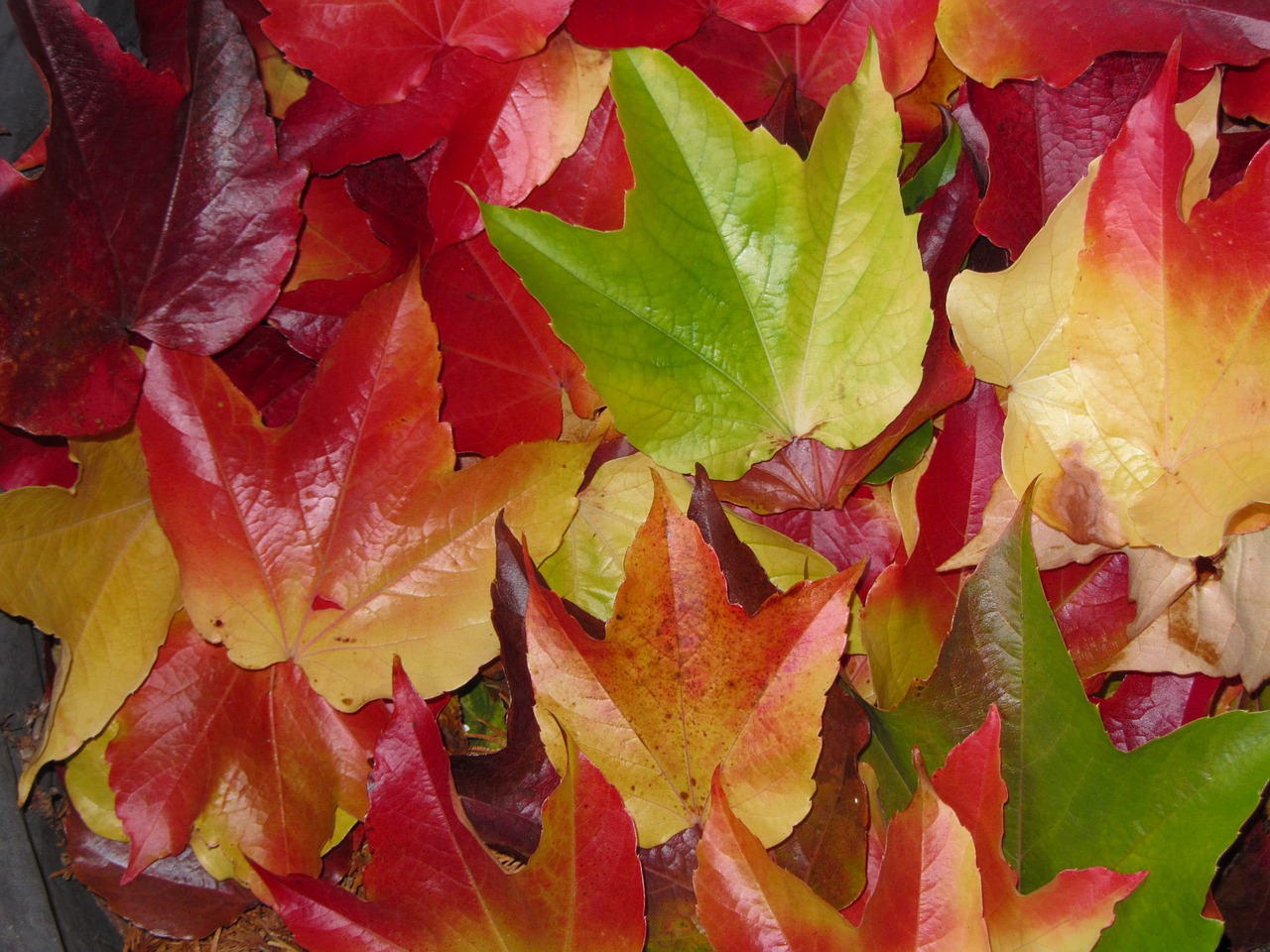 fall foliage maple leaves colorful free photo