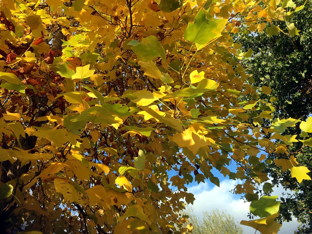 fall foliage yellow golden october free photo