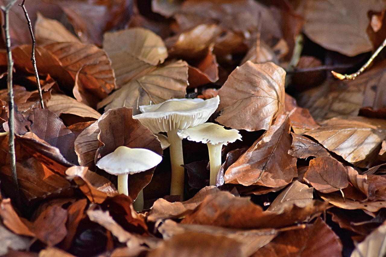 fall foliage mushroom toxic free photo