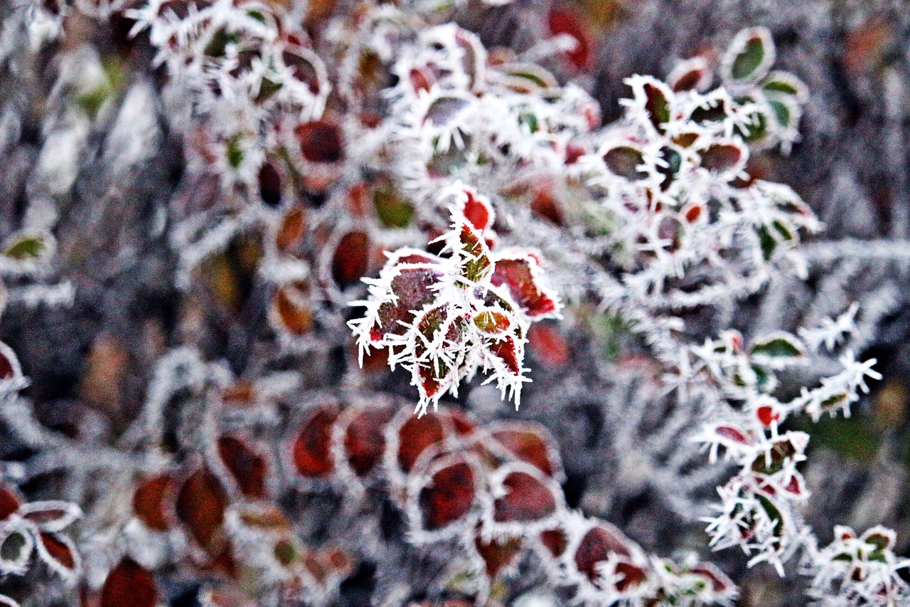 fall foliage frost winter free photo