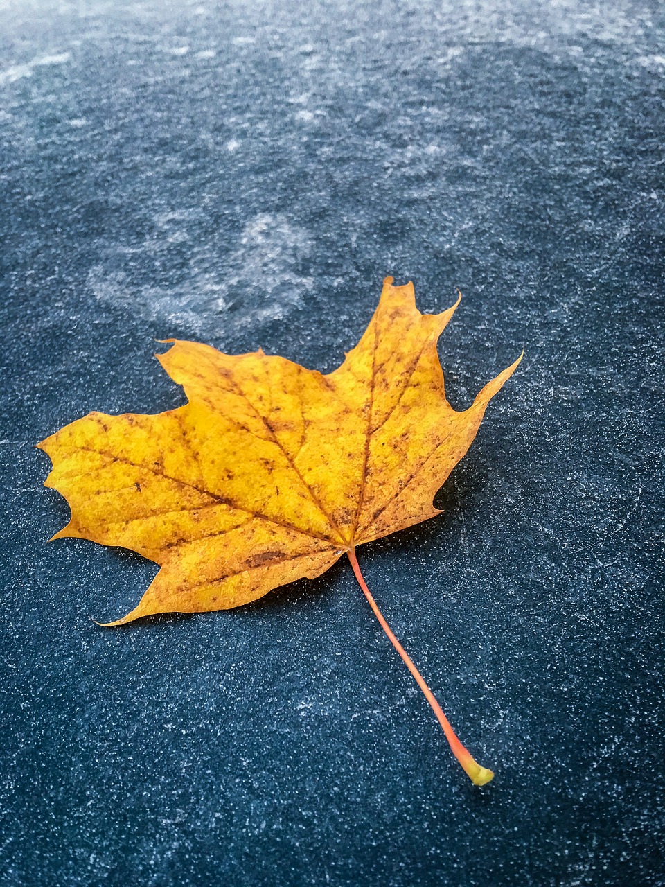 fall foliage frost cold free photo