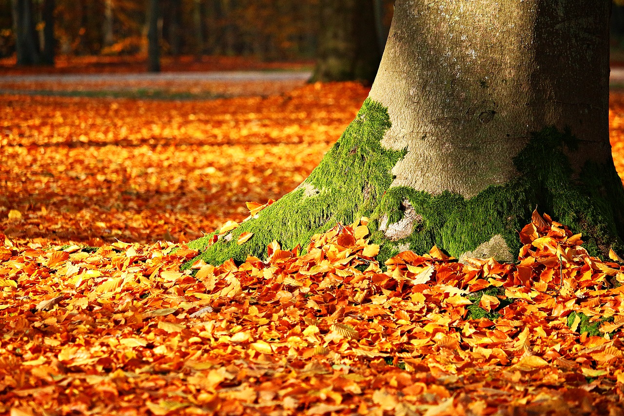 fall foliage moss tree free photo