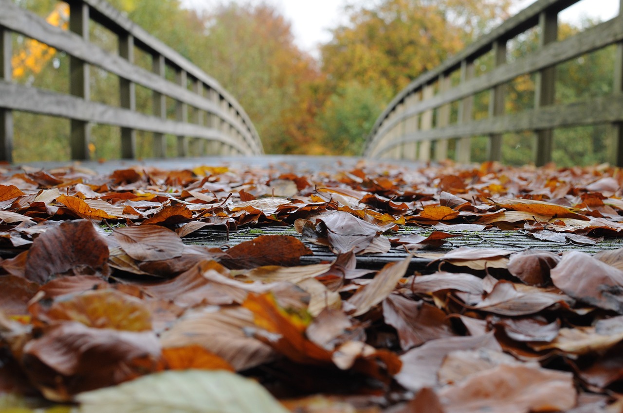 fall foliage wooden bridge leaves free photo