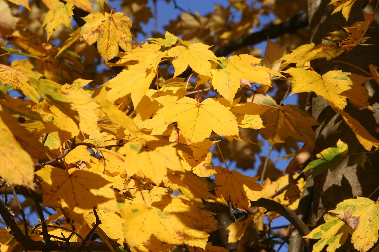fall foliage maple yellow free photo