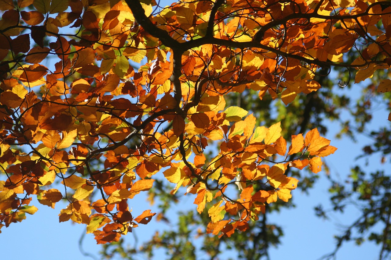 fall foliage colorful leaves beech free photo