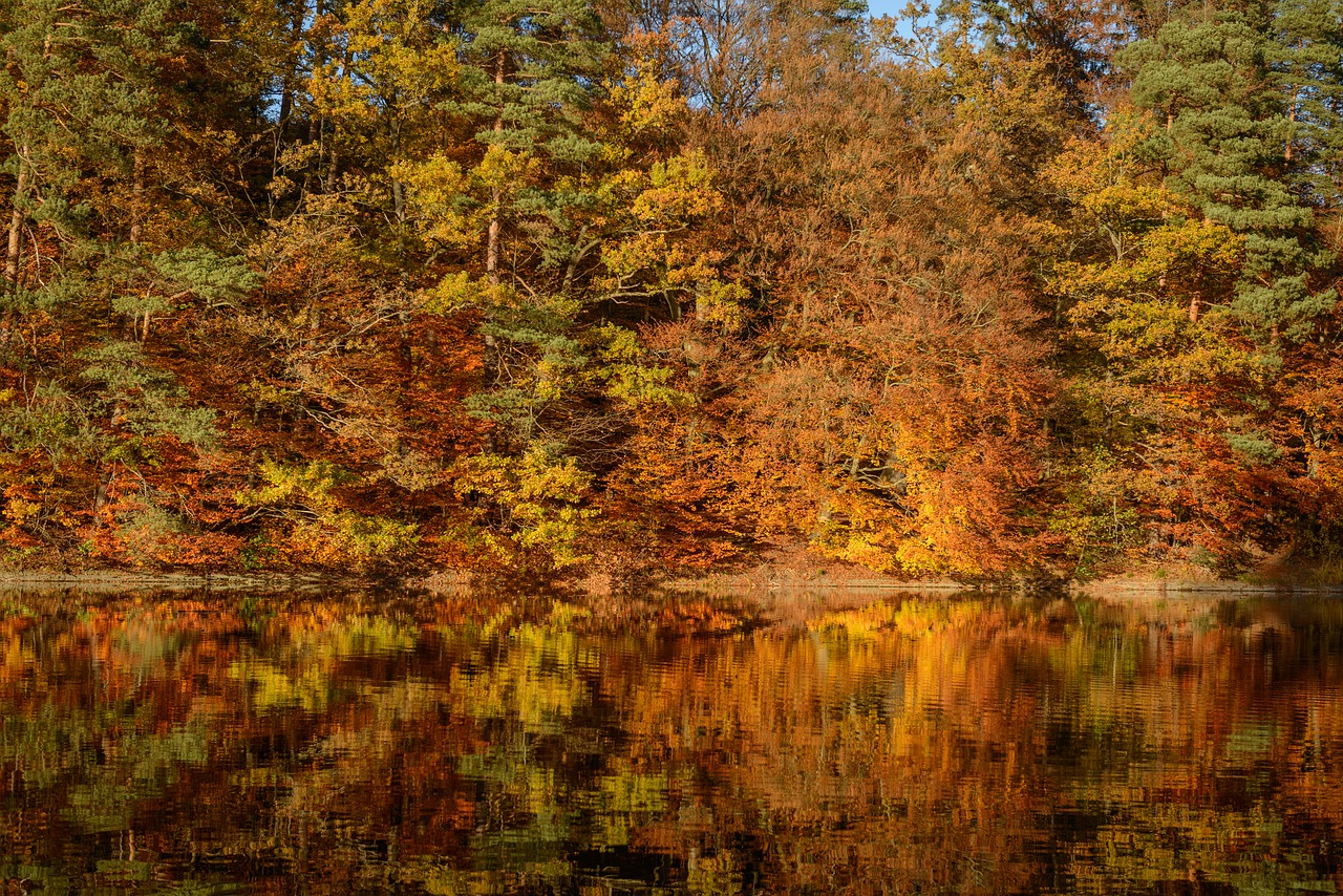 fall foliage lake mirroring free photo