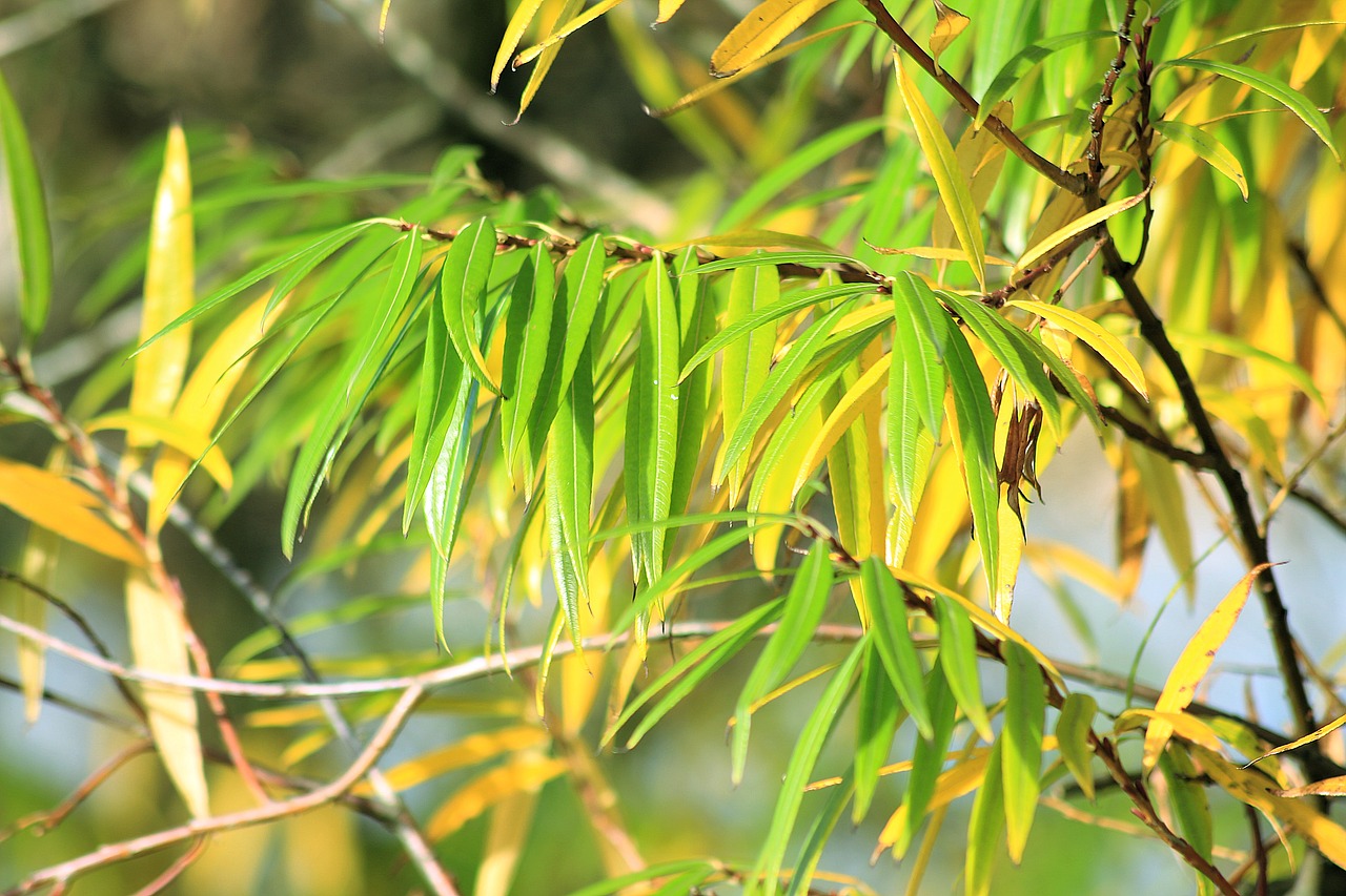 fall foliage green yellow free photo