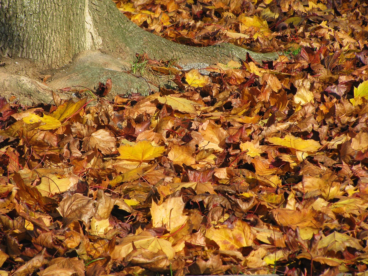 fall foliage autumn colorful free photo