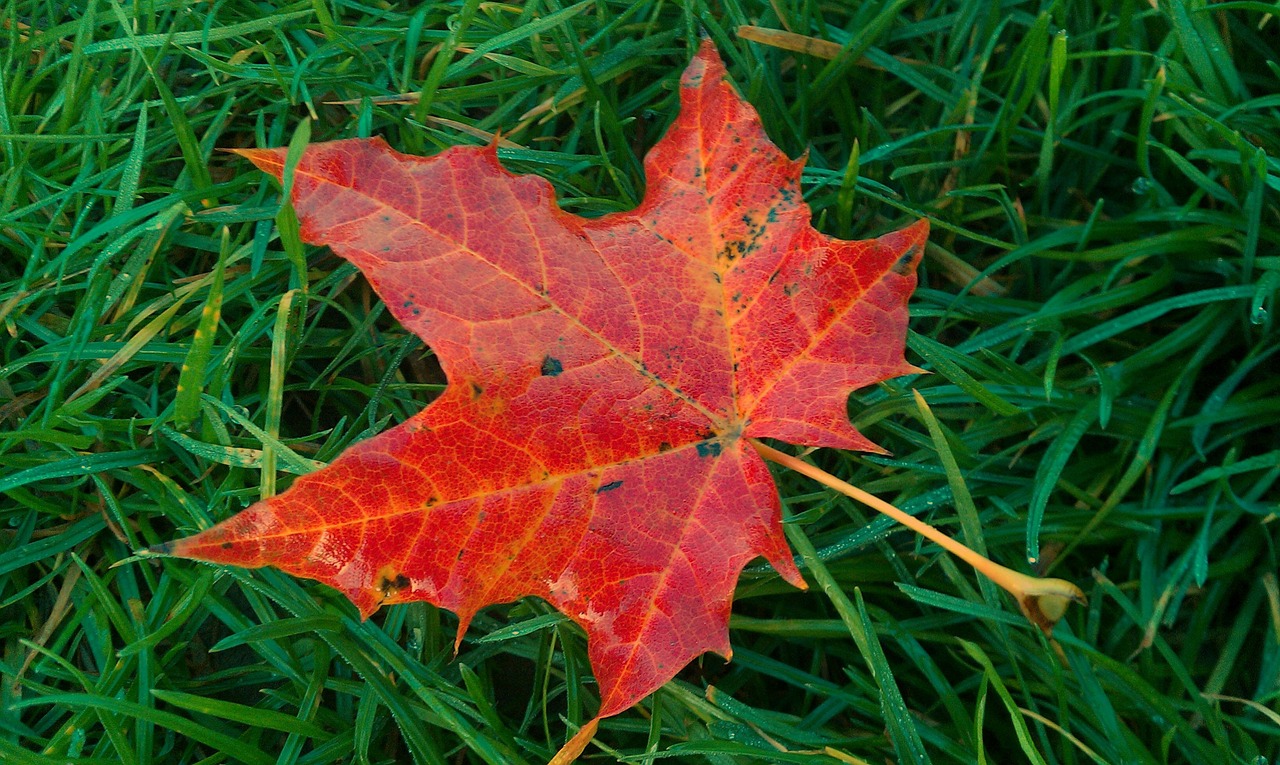 fall foliage sheet in the autumn colorful free photo