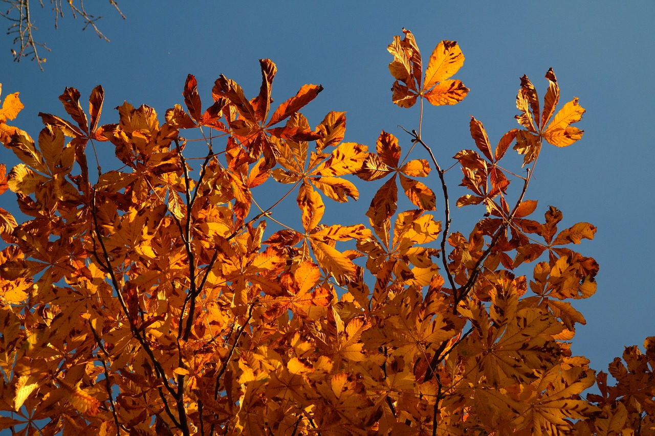 fall foliage fall leaves gold free photo