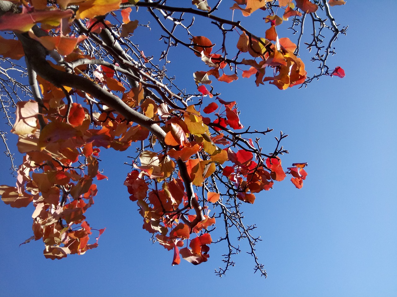 fall foliage autumn blue sky free photo