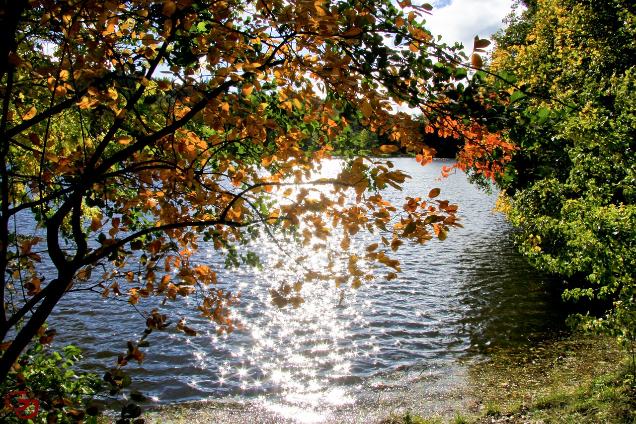 fall foliage lake shiny free photo