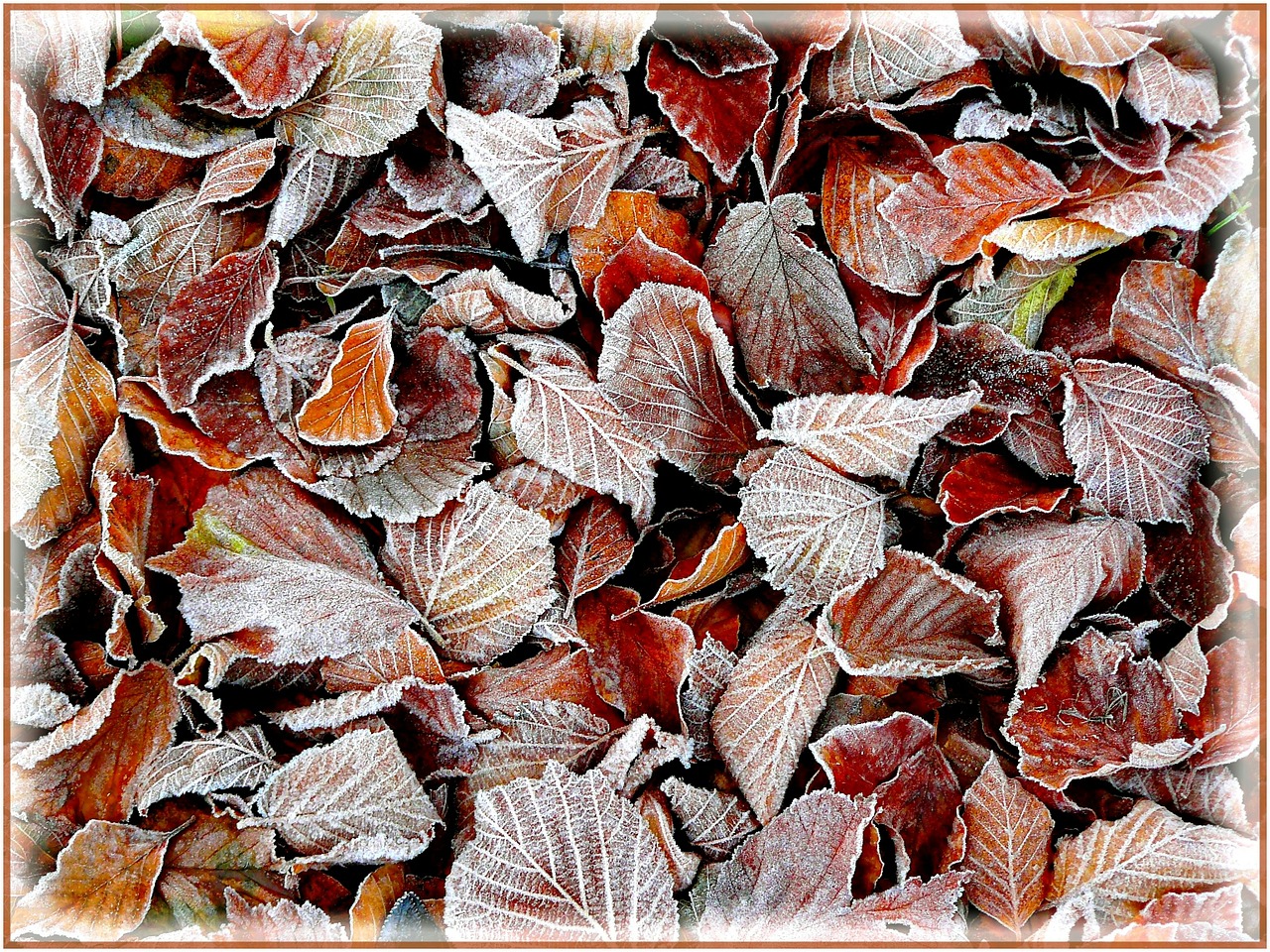 fall foliage colorful leaves beech free photo