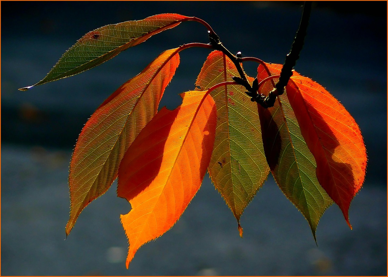 fall foliage colorful leaves autumn colours free photo