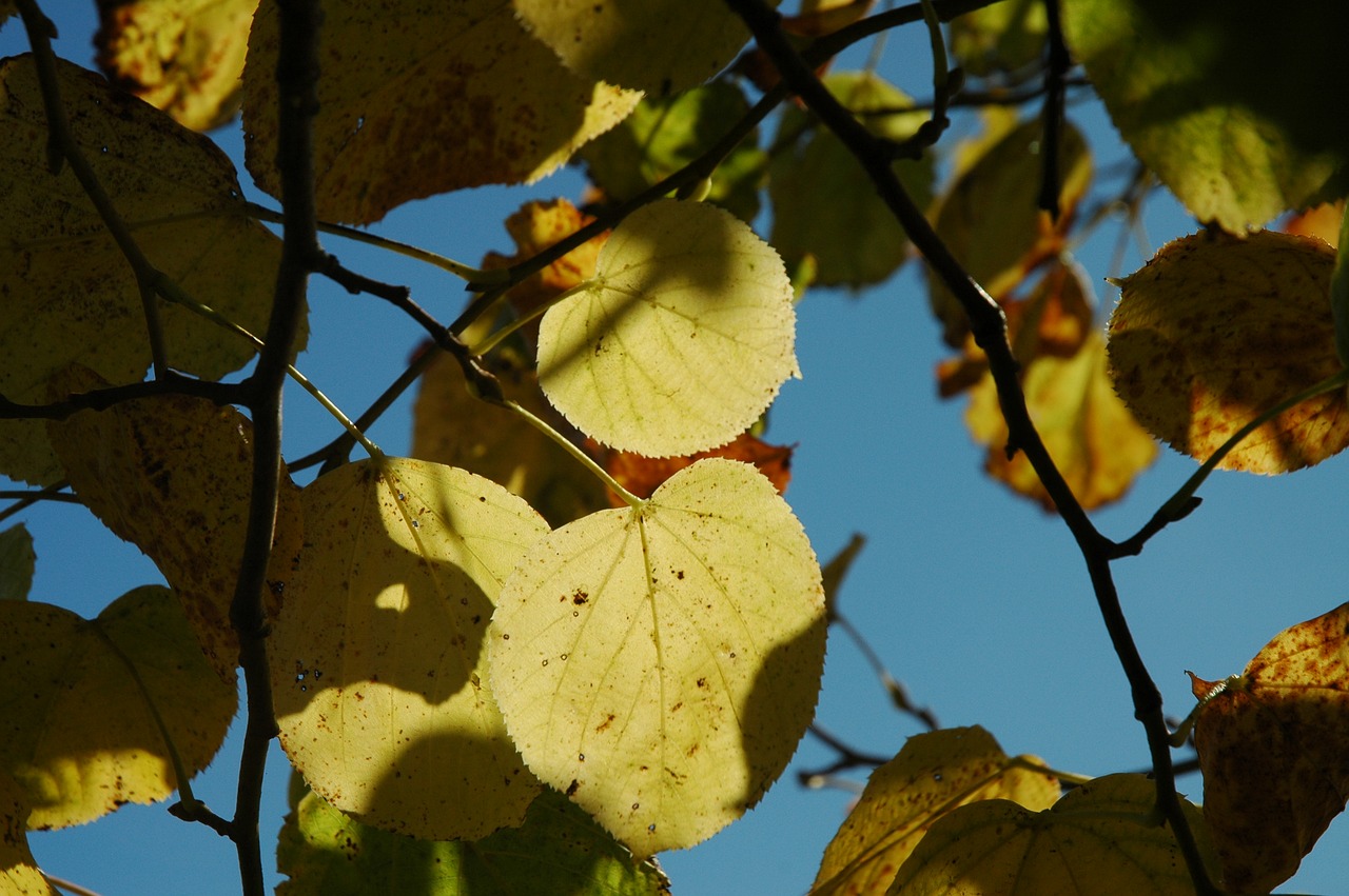 fall foliage sunbeam autumn free photo