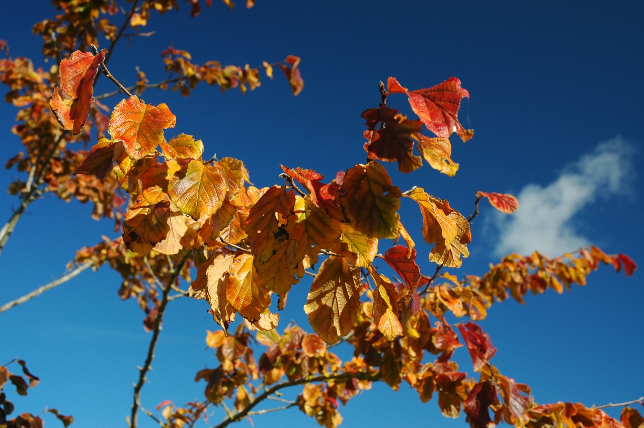 fall foliage sunbeam autumn free photo