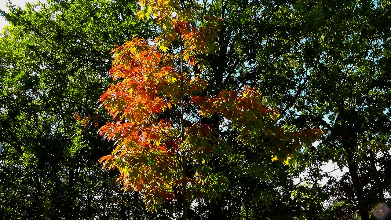 fall foliage colorful leaves leaves free photo