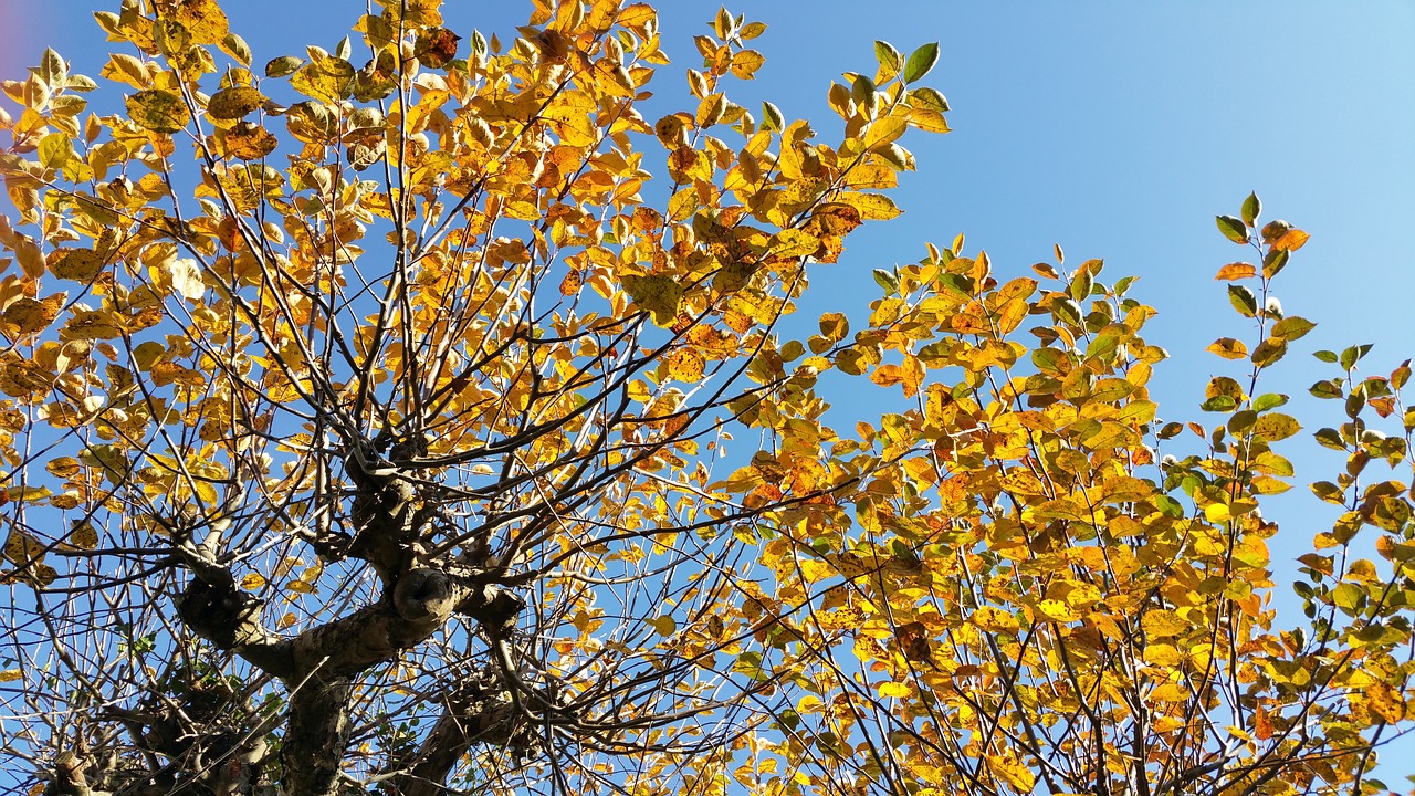 fall foliage colorful leaves autumn mood free photo