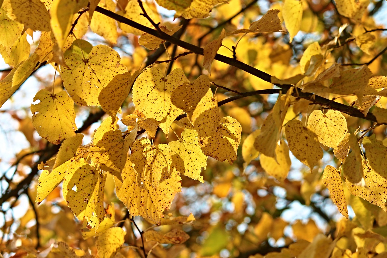 fall foliage tree leaves free photo