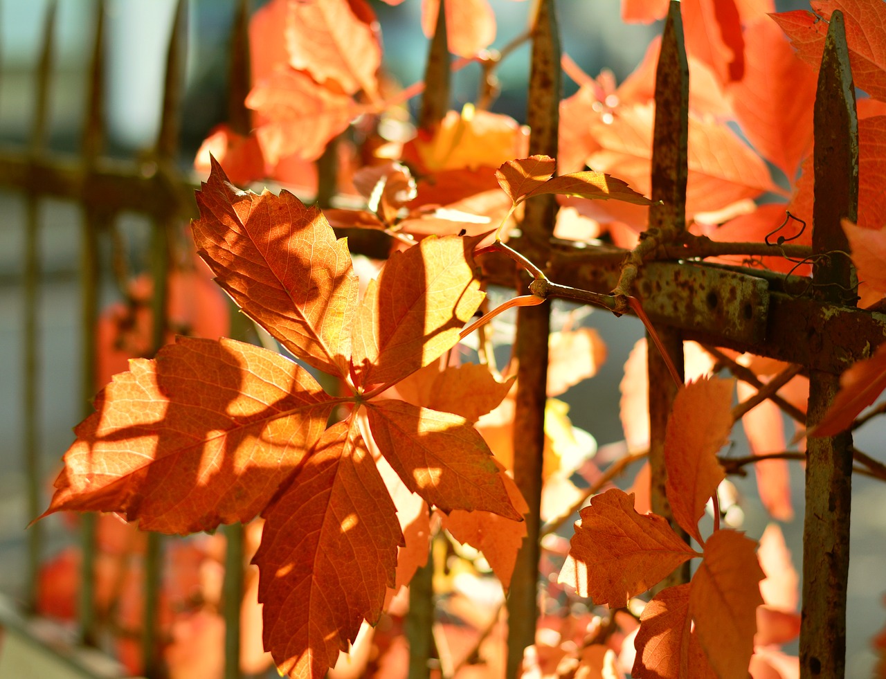 fall foliage leaves colorful leaves free photo