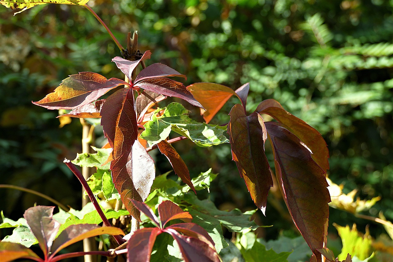 fall foliage leaves fall color free photo