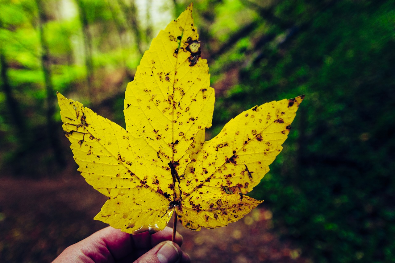 fall foliage yellow sheet maple free photo