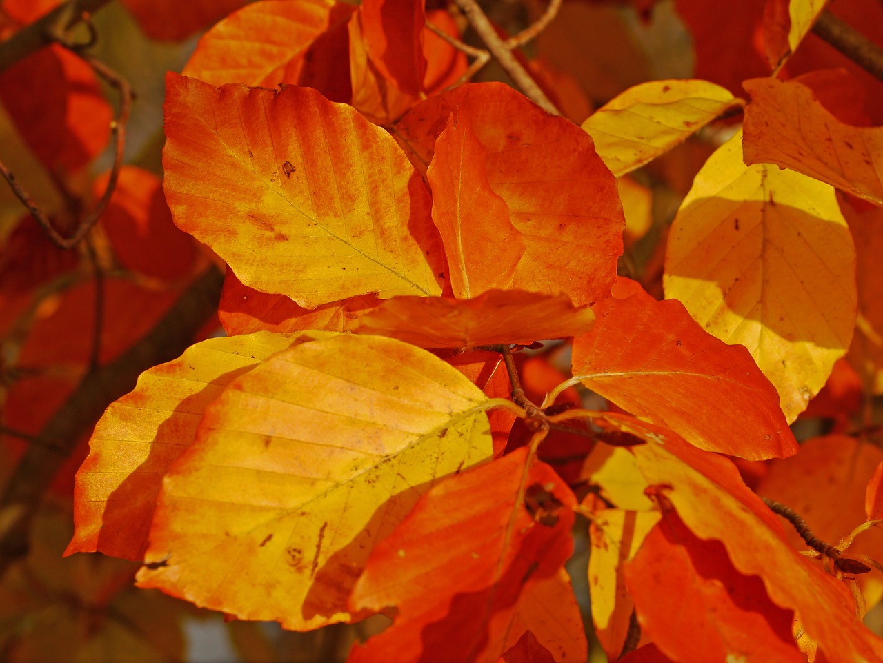 fall foliage beech leaves free photo