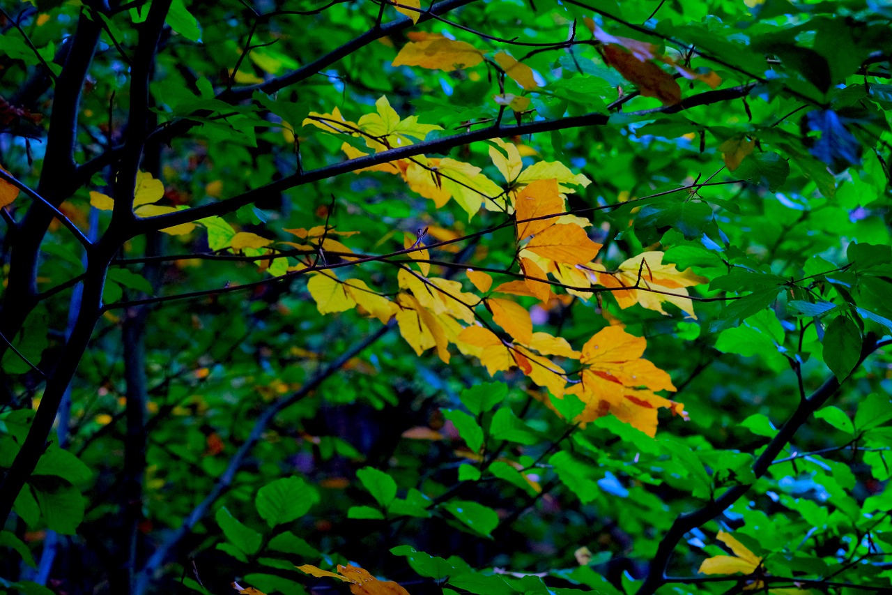 fall foliage deciduous tree autumn free photo