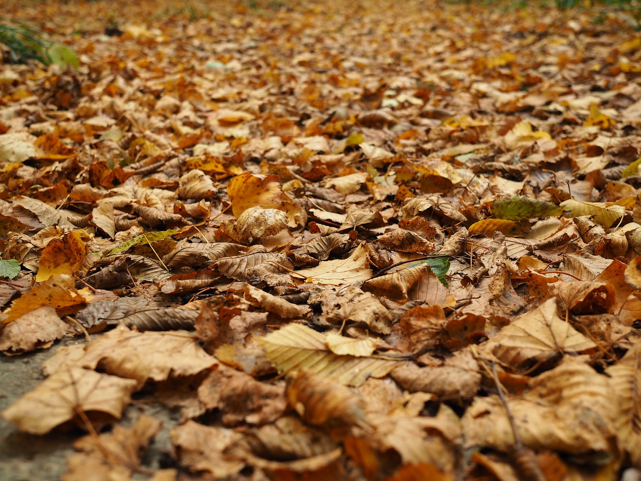 fall foliage leaves forest free photo