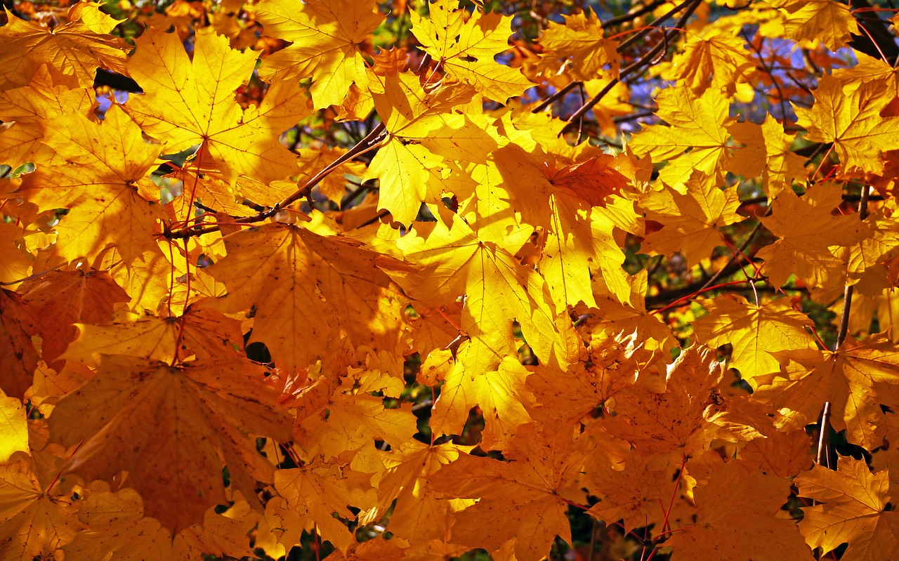 fall foliage golden yellow maple free photo