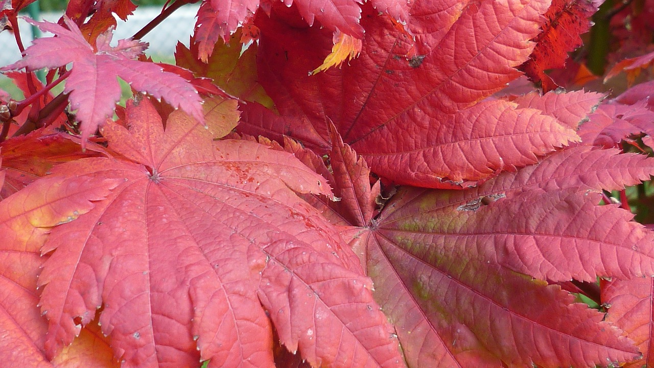 fall foliage red leaves free photo