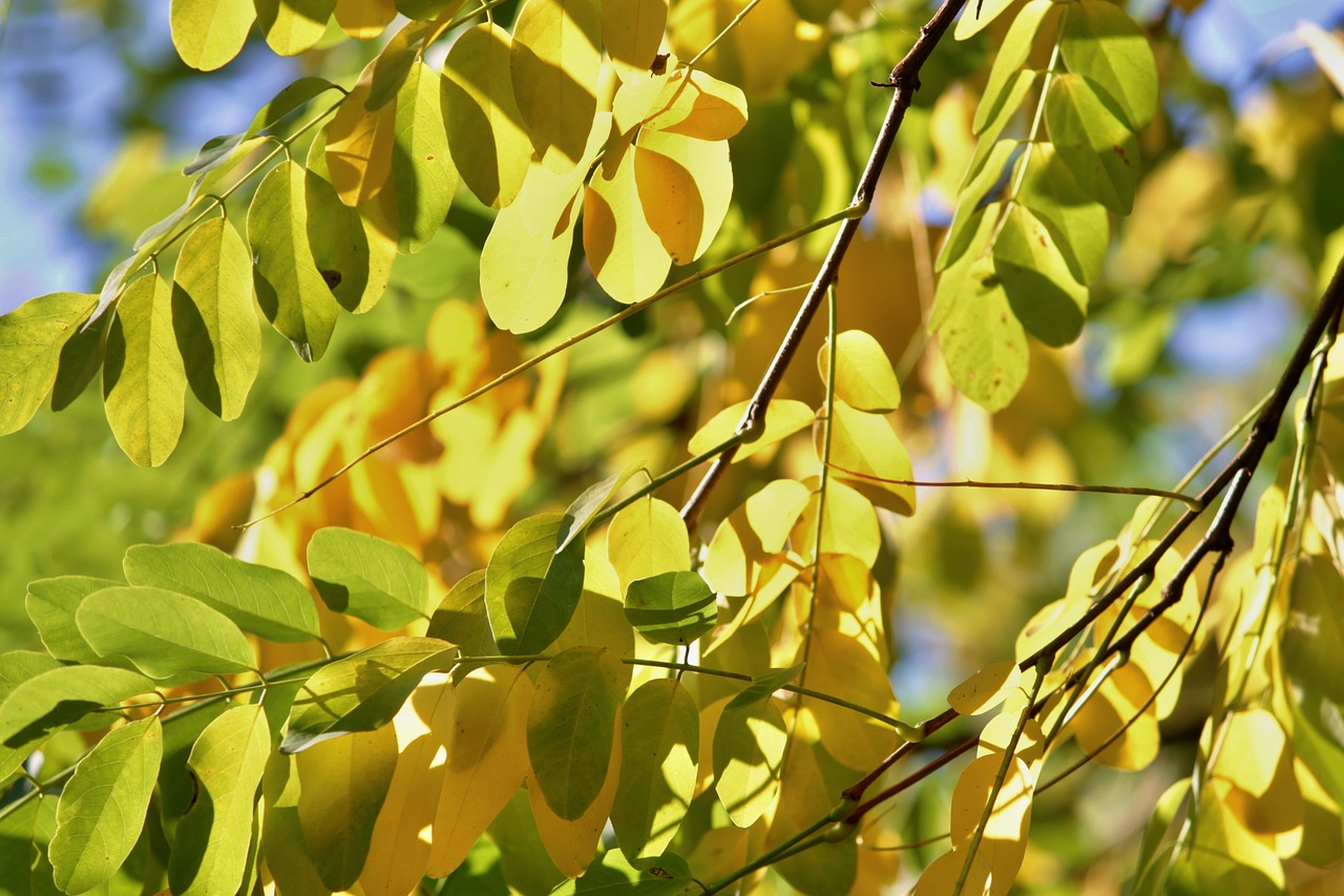 fall foliage leaves branches free photo