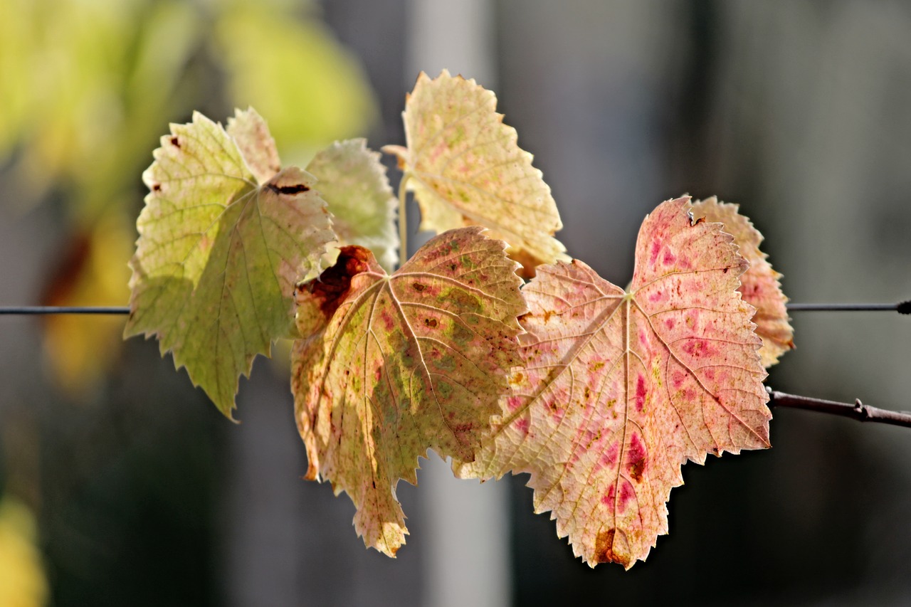 fall foliage leaves colored free photo