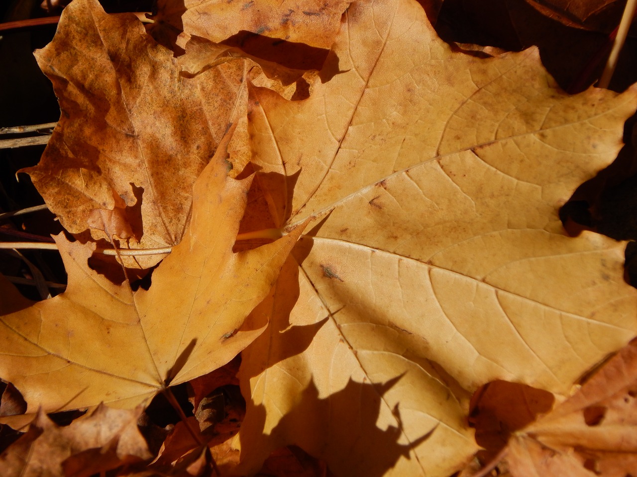 fall foliage leaves autumn free photo