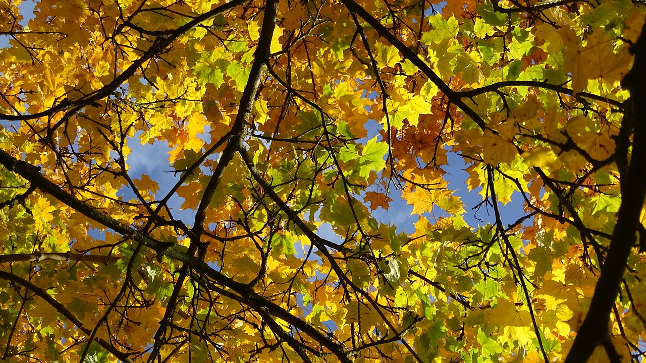 fall foliage maple yellow free photo