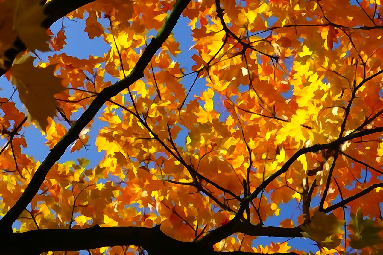 fall foliage gold orange maple free photo