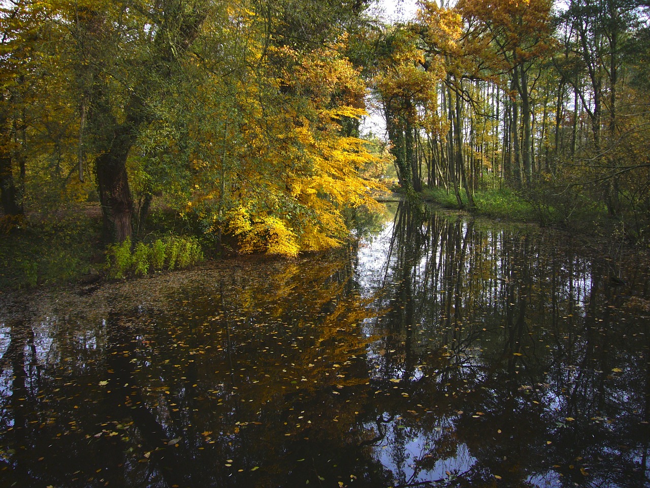 fall foliage pond sunlight free photo