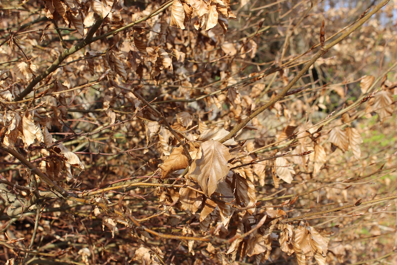 fall foliage autumn leaves free photo