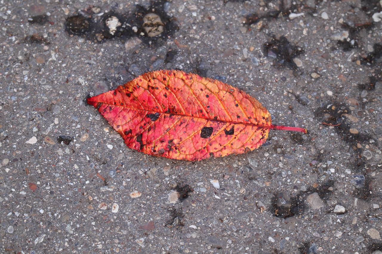 fall foliage  leaf  october free photo