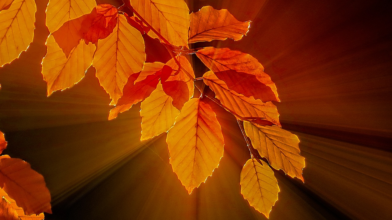 fall foliage  beech leaves  bright free photo